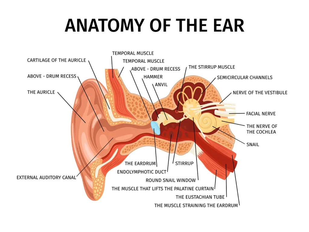 Detailed anatomy of the ear, essential knowledge for hearing aid fitting and services offered through Rubicare’s health savings plan.